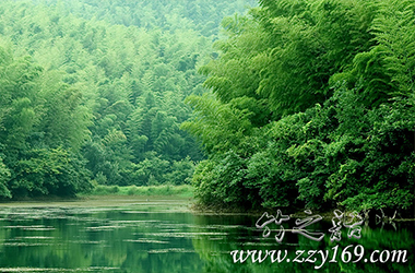 領(lǐng)悟竹之語丨咬定青山不放松，立根原在破巖中